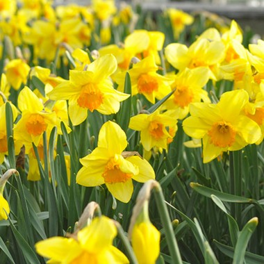 Daffodil Festival Weekend in Nantucket – 4/29-5/1