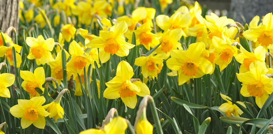 Daffodil Festival Weekend in Nantucket – 4/29-5/1